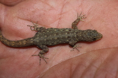 Gonatodes albogularis albogularis