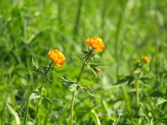 Trollius asiaticus