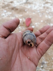 Macrocypraea cervinetta