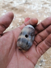 Macrocypraea cervinetta