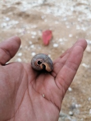 Macrocypraea cervinetta