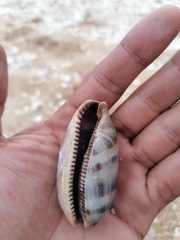 Macrocypraea cervinetta