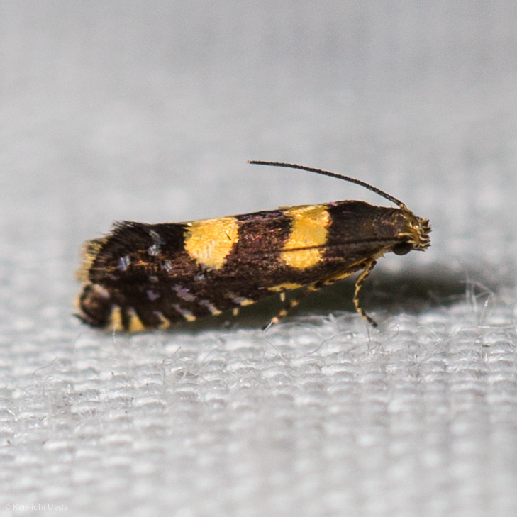 Glyphipterix chrysoplanetis