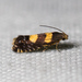 Glyphipterix chrysoplanetis - Photo (c) Ken-ichi Ueda, some rights reserved (CC BY)