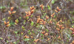 Myrica gale tomentosa
