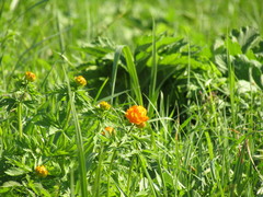 Trollius asiaticus