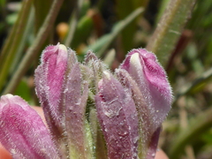 Chloropyron maritimum