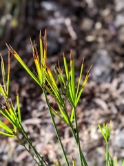 Cyperus gymnocaulos