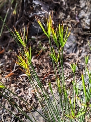 Cyperus gymnocaulos
