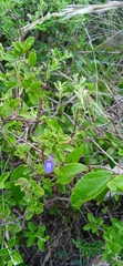 Salvia thymoides