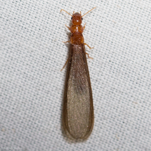 Kalotermitidae