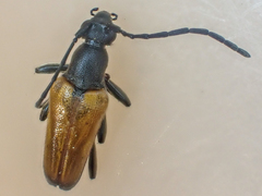 Alosterna rubida