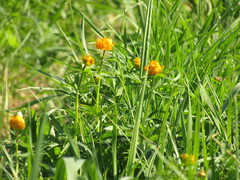 Trollius asiaticus