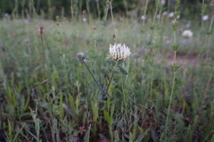 Trifolium caucasicum
