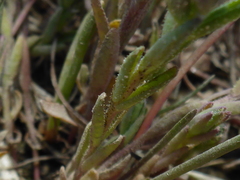 Chloropyron maritimum
