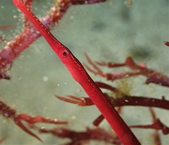 Stigmatopora harastii