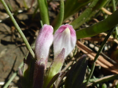 Chloropyron maritimum