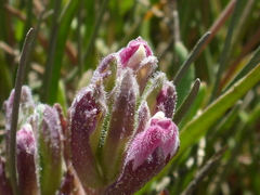 Chloropyron maritimum