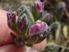 Chloropyron maritimum