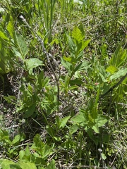 Lonicera involucrata involucrata