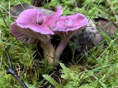 Hygrocybe cheelii