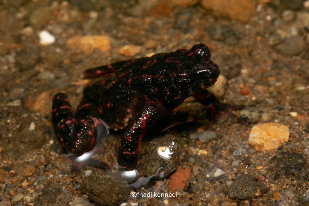 Bleeding Toad in June 2021 by fhadlikennedi · iNaturalist