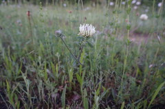 Trifolium caucasicum