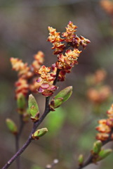 Myrica gale tomentosa