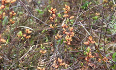 Myrica gale tomentosa