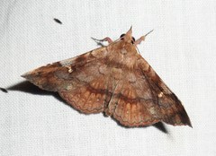 Azeta repugnalis