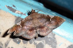 Azeta repugnalis