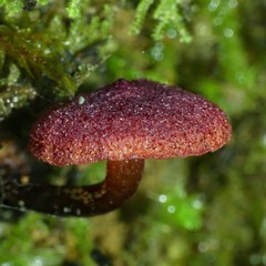 Cortinarius vinicolor