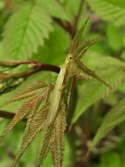 Sweltsa