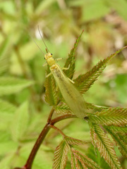 Sweltsa