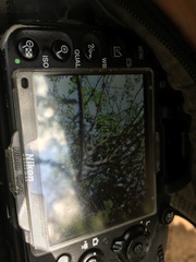 Newtonia brunneicauda