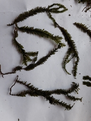 Plagiochila trispicata