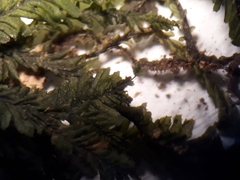 Plagiochila trispicata
