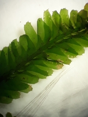 Plagiochila trispicata