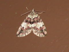 Hydriomena irata