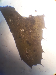 Plagiochila trispicata