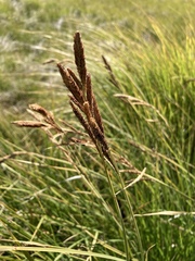 Carex senta