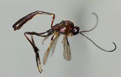 Anomaloninae