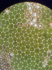 Plagiochila trispicata