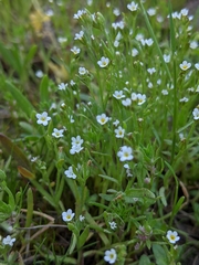 Microsteris gracilis