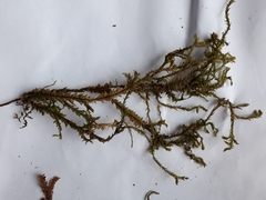 Plagiochila trispicata