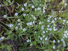 Microsteris gracilis