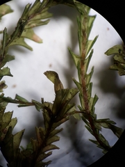 Plagiochila trispicata