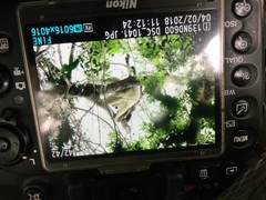 Propithecus verreauxi