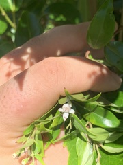 Decaspermum fruticosum