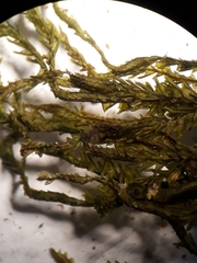 Plagiochila trispicata